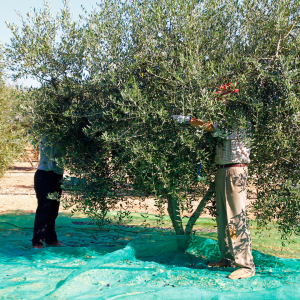 olive oil tour