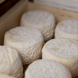 Fresh Goat Cheese Making Experience