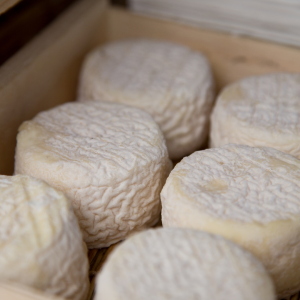 Fresh Goat Cheese Making Experience