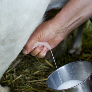 Fresh Goat Cheese Making Experience