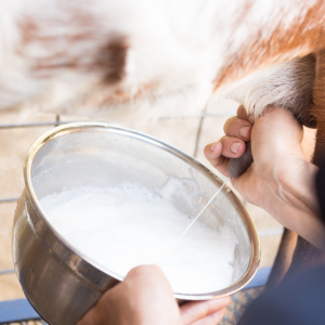Fresh Goat Cheese Making Experience