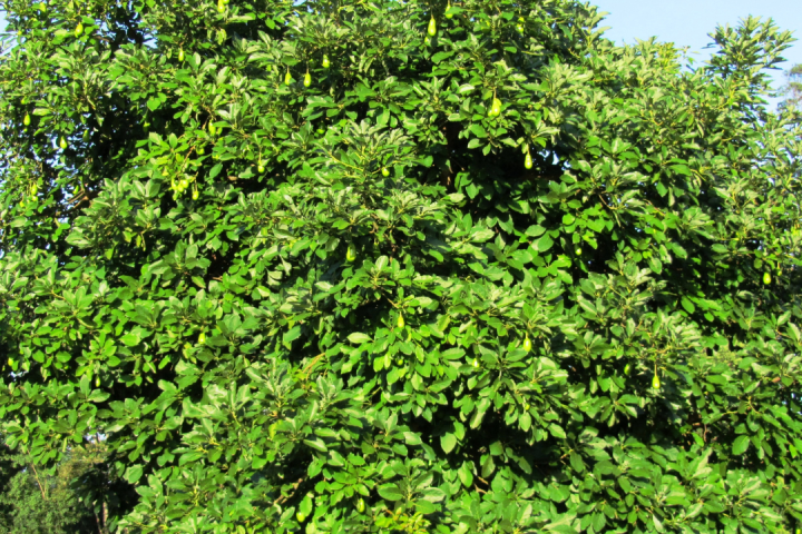 madeira avocado farm tour