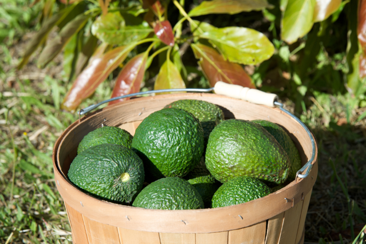 madeira avocado farm tour
