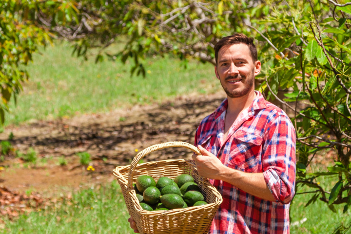 madeira avocado farm tour