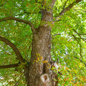 Chestnut Farm experience in Madeira