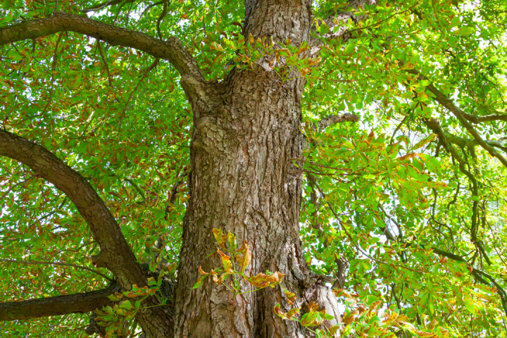 Chestnut Farm experience in Madeira