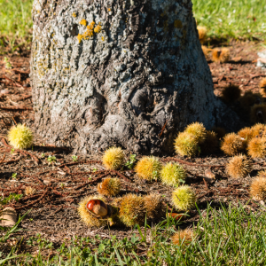 Chestnut Farm experience in Madeira