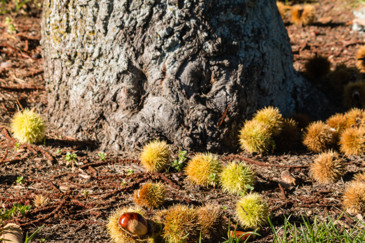 Chestnut Farm experience in Madeira