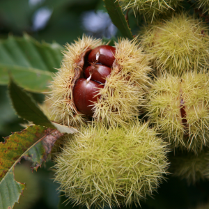 Chestnut Farm experience in Madeira