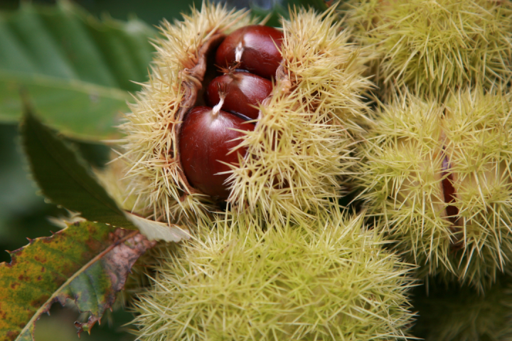 Chestnut Farm experience in Madeira