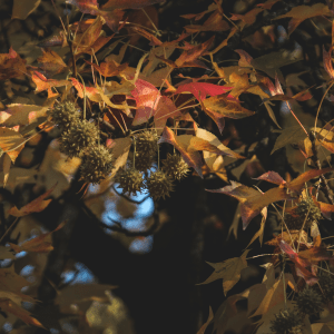 Chestnut Farm experience in Madeira