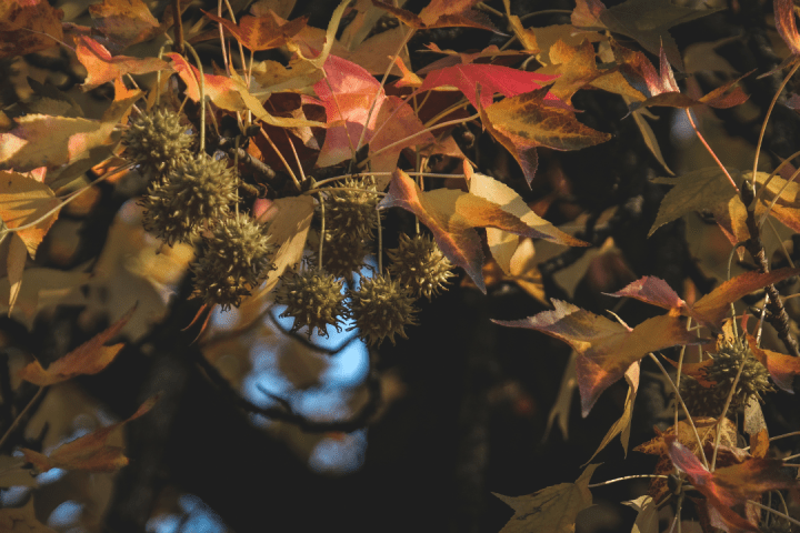Chestnut Farm experience in Madeira