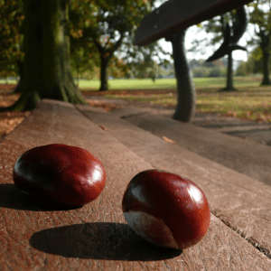 Chestnut Farm experience in Madeira