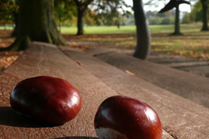 Chestnut Farm experience in Madeira