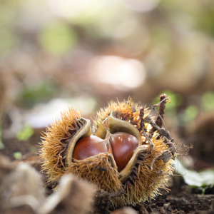 Chestnut Farm experience in Madeira