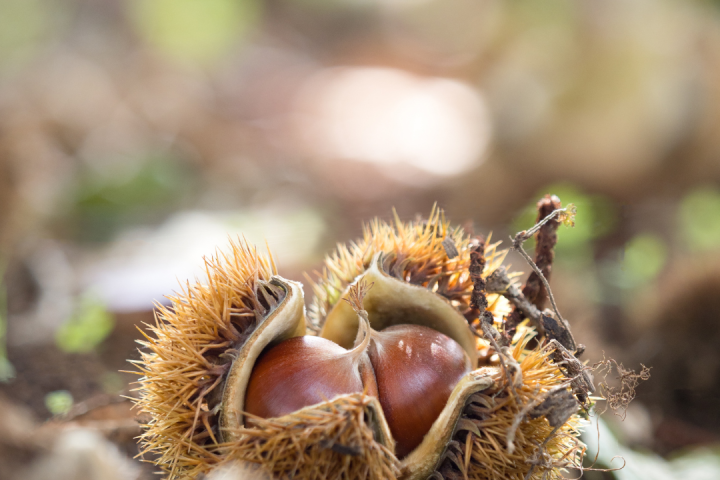 Chestnut Farm experience in Madeira