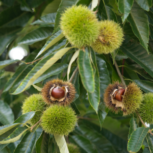 Chestnut Farm experience in Madeira