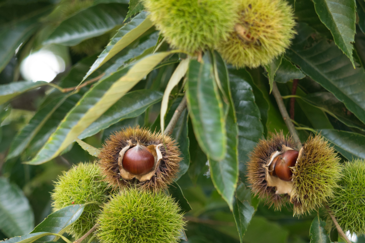 Chestnut Farm experience in Madeira