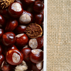 Chestnut Farm experience in Madeira