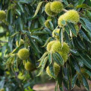 Chestnut Farm experience in Madeira