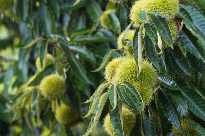 Chestnut Farm experience in Madeira