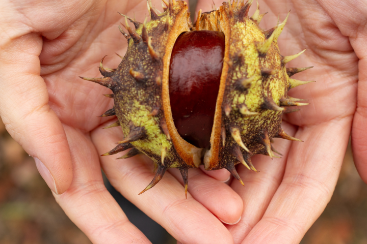 Chestnut Farm experience in Madeira