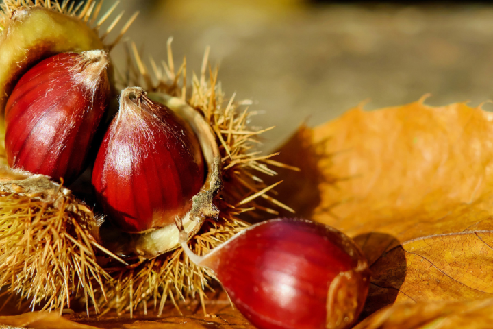 Chestnut Farm experience in Madeira