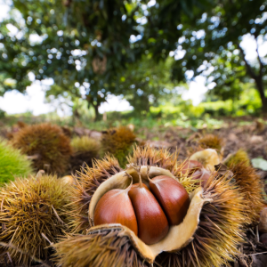 Chestnut Farm experience in Madeira