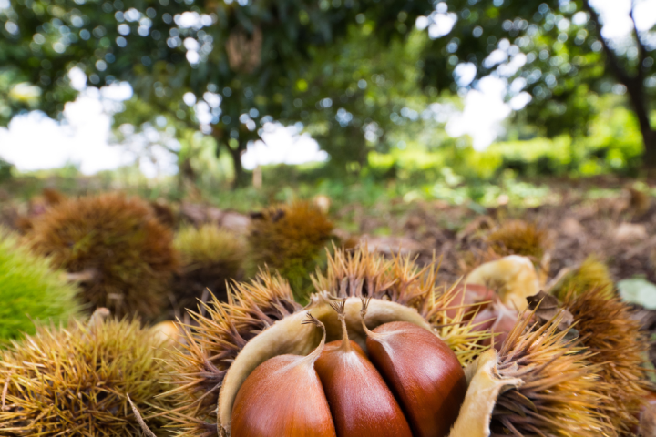 Chestnut Farm experience in Madeira