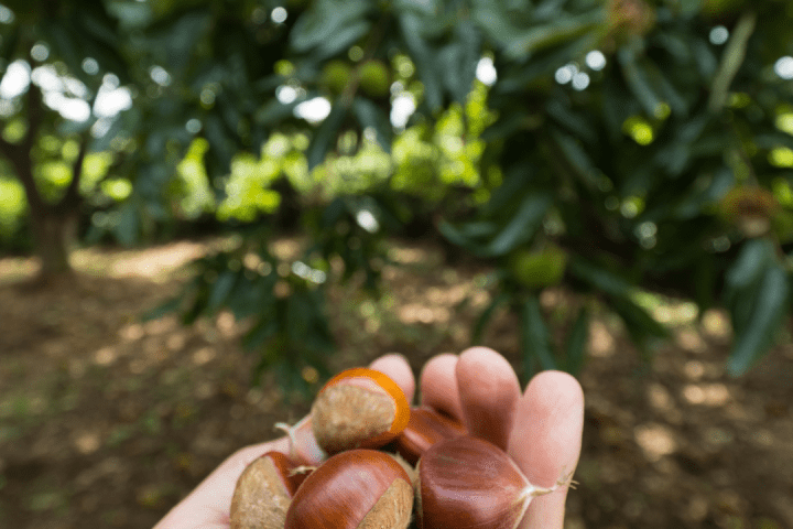 Chestnut Farm experience in Madeira