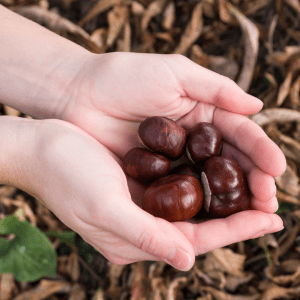 Chestnut Farm experience in Madeira