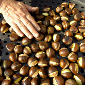 Chestnut Farm experience in Madeira
