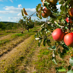 Apple farm tour
