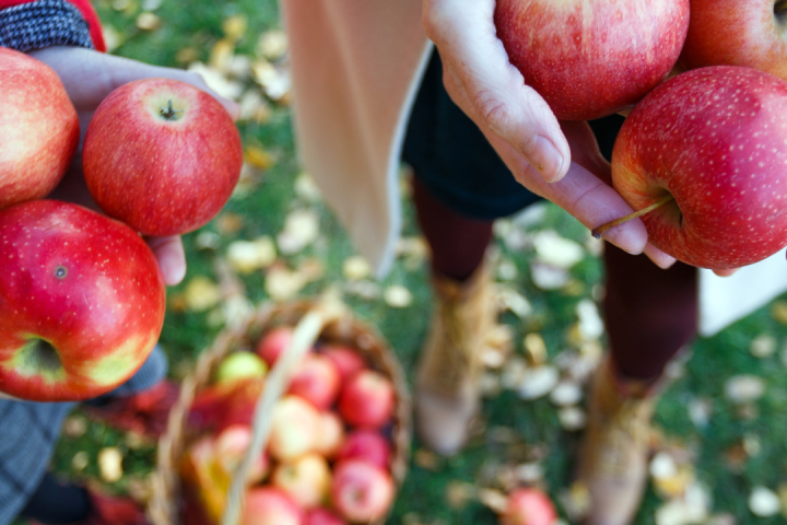 Apple farm tour