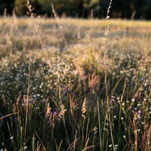 Aromatic herbs Tour in Évora