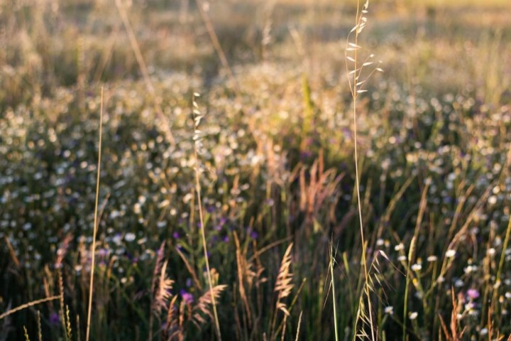 Aromatic herbs Tour in Évora