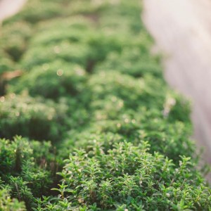 Aromatic herbs Tour in Évora