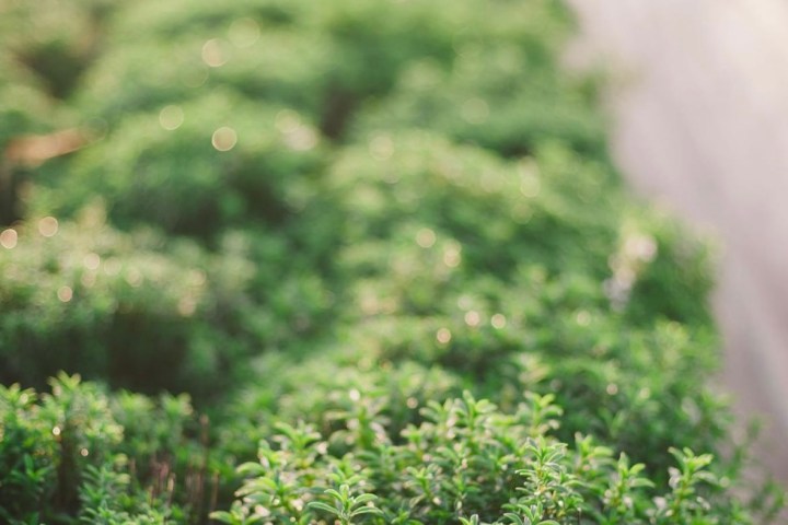 Aromatic herbs Tour in Évora
