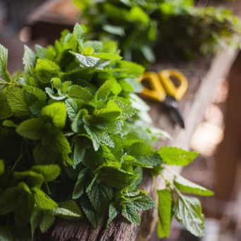Aromatic herbs Tour in Évora