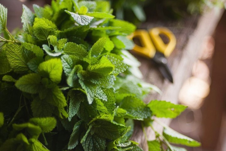 Aromatic herbs Tour in Évora