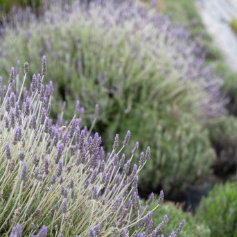 Aromatic herbs Tour in Évora