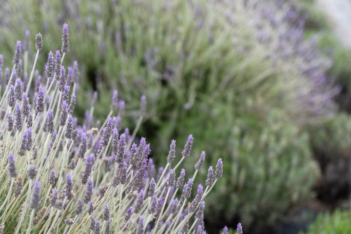 Aromatic herbs Tour in Évora