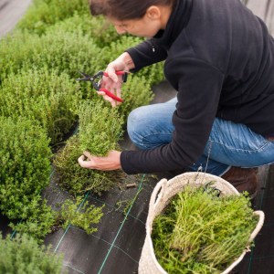 Aromatic herbs Tour in Évora