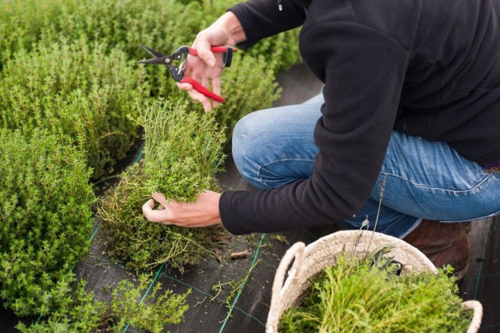 Planting Aromatic Herbs: Ultimate Guide for Fragrant Garden Success