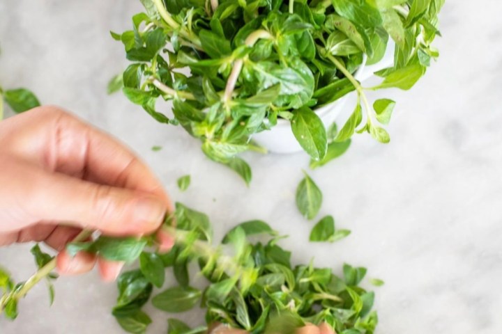 Aromatic herbs Tour in Évora