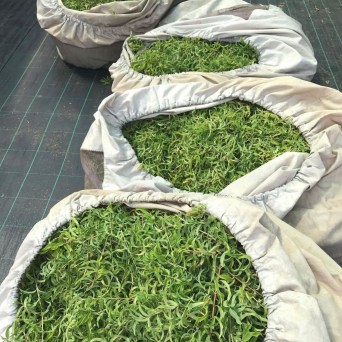 Aromatic herbs Tour in Évora