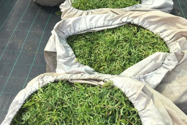 Aromatic herbs Tour in Évora