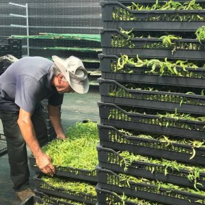 Aromatic herbs Tour in Évora