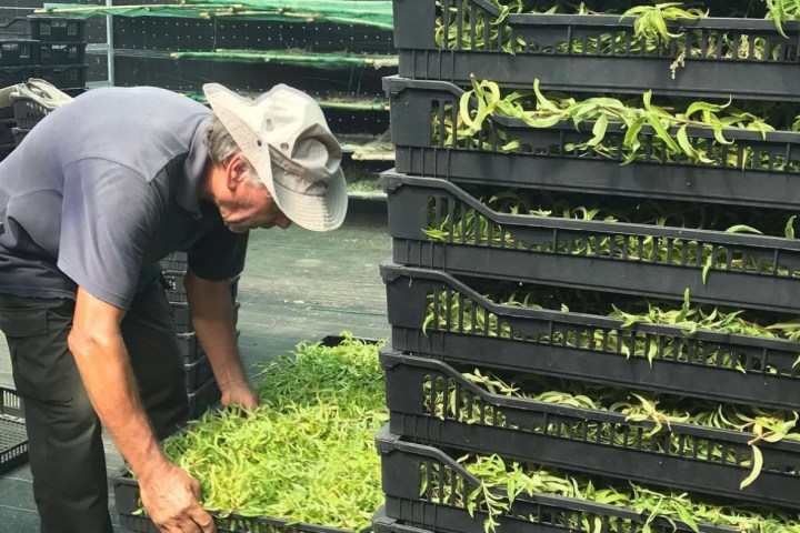 Aromatic herbs Tour in Évora