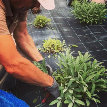 Aromatic herbs Tour in Évora